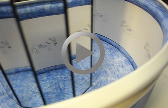 WATCH Tracey Clement’s ‘Walking Dog’ praxinoscope, 2011, 14 seconds. 